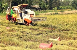 Thị trường gạo thế giới tăng cầu, Việt Nam tăng mục tiêu xuất khẩu